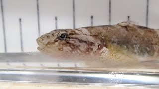 アゴハゼ Chaenogobius annularis【浦安水辺の生き物図鑑】 [upl. by Burrow]