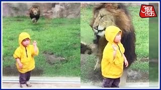 Lion Attempts To Attack Small Child In Zoo Slams Headfirst Into Glass [upl. by Jsandye118]