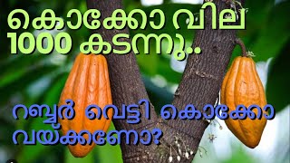 റബ്ബർതോട്ടം വെട്ടി കൊക്കോ നടണോ [upl. by Doownel]