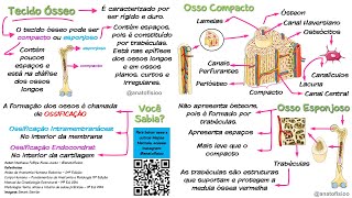 Tecido Ósseo  Mapa Mental [upl. by Adaurd]