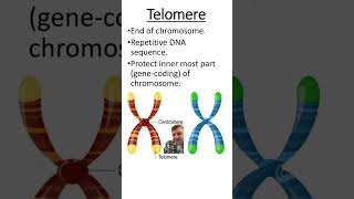 Telomeres [upl. by Lello]