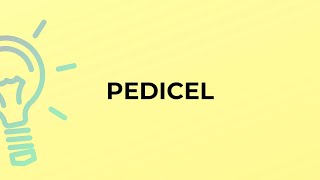 What is the meaning of the word PEDICEL [upl. by Aicatan]