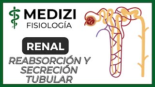 Fisiología Renal  Reabsorción y secreción tubular renal Introducción IGdoctorpaiva [upl. by Halet]