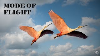 Different Modes of Flight in Birds [upl. by Rue]