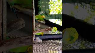 Budgerigar also known as common parakeet birds photography nature wildlife shorts ytshorts [upl. by Adoh]