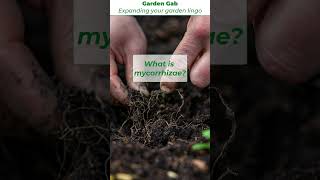 Gardening Word of the Day  mycorrhizae [upl. by Denn]