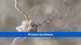 Science Animation Showing Protein Synthesis [upl. by Ardnaxila297]