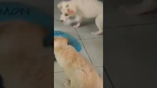 Ketika Usia Baru 3 Bulan  Canda Anak Anjing Golden Sammy [upl. by Eraste274]