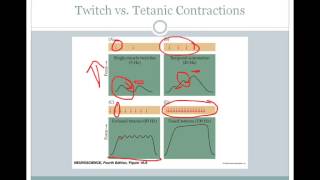 SJSU Neurophysiology  Lecture 9  Motor Neurons and Muscle Contraction [upl. by Anavrin]