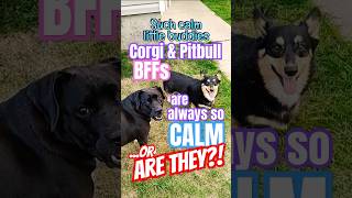 Corgi amp pitbull bffs are always so calm or are theyA funny ComedyVideo of our cute dogs [upl. by Nrubloc28]