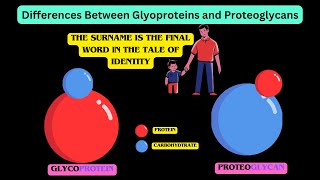 Glycoproteins and Proteoglycans [upl. by Pinette]