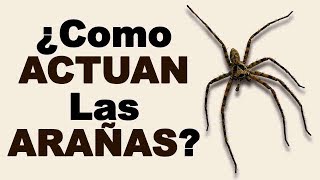 🕷 ¿Cómo y Dónde VIVEN las ARAÑAS y Qué es lo Que HACEN Estos ARÁCNIDOS  Animales Salvajes [upl. by Ardeahp]