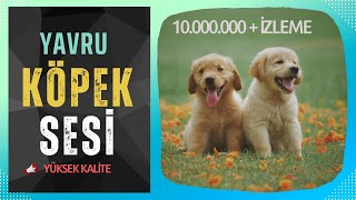 Yavru Köpek Sesi  Yavru Köpek Havlaması  Hayvanları Tanıyalım  Eğitici Ses [upl. by Rolo855]