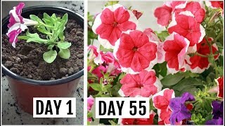 Know The Right Way to Grow amp Care for Petunia Plant [upl. by Jarrett]