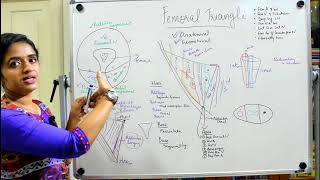 THE FEMORAL TRIANGLE GROSS ANATOMY LOWER LIMBDR ROSE JOSE MD [upl. by Anitrebla925]