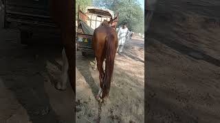 گھوڑے کو طاقتور بنانے کے راز جانیں HorseCare StrongHorses TrainingTips HorseLovers Equestrian [upl. by Urbano]