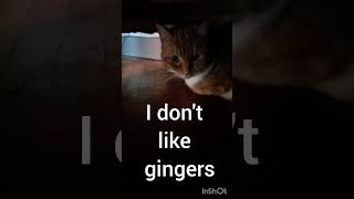 I dont like gingers 😿 [upl. by Jacklyn]