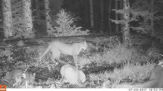 Four Mountain Lions on my Trail Camera [upl. by Aneleh534]