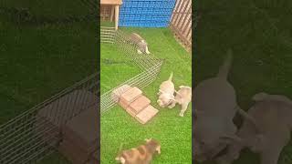 Los perros son mejores que los gatos 🐶🐱 dog dogsoftiktok doglover challenge funny viralvideo [upl. by Florri]