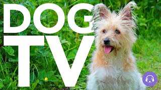 DOG TV  Highly Entertaining Video For Dogs To Watch NEW 20 Hours [upl. by Gathard]