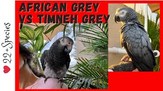 Feathered FaceOff African Grey vs Timneh Parrot amp Timneh 1st Impressions  parrotbliss [upl. by Sadirah]