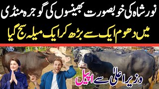 Today Gojra Maweshi Mandi  Buffalo Fresh Rates Update  Buffalo Mandi [upl. by Nanci]