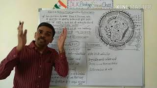 Heterochromatin And Euchromatin In Hindi [upl. by Locklin]