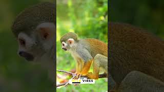 Wild Vibes  Squirrel Monkey Facts [upl. by Holly-Anne]