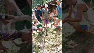 Banakon Snake King Cobra kmjs [upl. by Sontich]