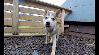 Cutest Husky Puppies in 57k 360 vr [upl. by Sorodoeht]