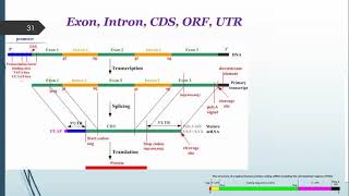 Bioinformatics and the Databases Part B [upl. by Enegue]