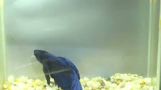 betta fish fish bettafish shorts 542 [upl. by Ashok50]