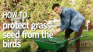 How to plant your grass seed without the birds eating it [upl. by Drapehs]