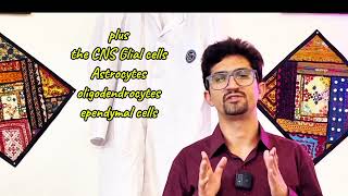 CNSPNS development neuroanatomydoctor education mbbs [upl. by Naivat]