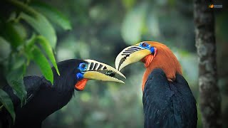 MAJESTIC HORNBILL OF EASTERN HIMALAYA The Rufous Necked Hornbill [upl. by Crissie]