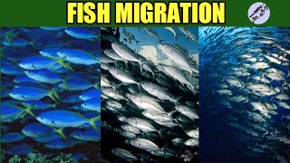 Migration of fishes  Tamil  Nammaoorugoogle [upl. by Lorilyn]