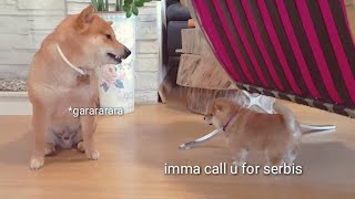 Shiro still baccfires Shiba Inu puppies with captions [upl. by Attener]