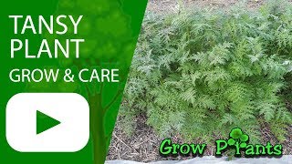 Tansy plant  grow amp care Tanacetum vulgare [upl. by Uokes]