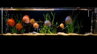 Acuario 250 litros con peces Disco [upl. by Einra]