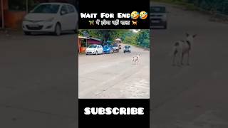 🤣Naughty Dog Be Like  Main Hatega Nahi👀  noughtydog smartideal viralshorts trending funny [upl. by Anelaj705]