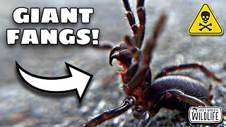 Should YOU FEAR Australias SPIDERS [upl. by Keram]