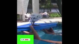 FUNNY TALKING BIRD IN POOL Aquaphobic bird Hilarious funny video Try not to laugh Part 1 and 2 [upl. by Livvie]