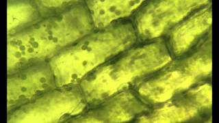 Chloroplasts moving by cytoplasmic streaming in the cells of the aquatic plant Elodea [upl. by Eniamsaj463]