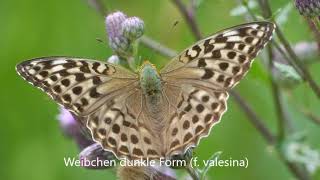 Der Kaisermantel Argynnis paphia [upl. by Carmela]