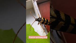 ♀️Leptura aurulenta Fabricius 1792 Cerambycidae Lepture couleur dor longicorne lepture dorée [upl. by Elita459]