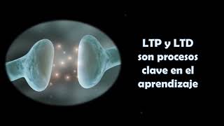 NEUROPLASTICIDAD LTP y LTD son procesos clave en el aprendizaje [upl. by Nhaj]