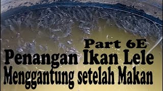 Part 6E Penangan Ikan Menggantung setelah Makan [upl. by Newhall]