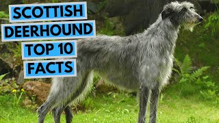 Scottish Deerhound  TOP 10 Interesting Facts [upl. by Gnaoh394]