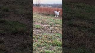 Livestock guard dog doesn’t allow any horseplay with her flock [upl. by Ching]