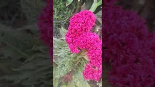 Celosia Cristata plants plant naturelovers flowers [upl. by Starks]